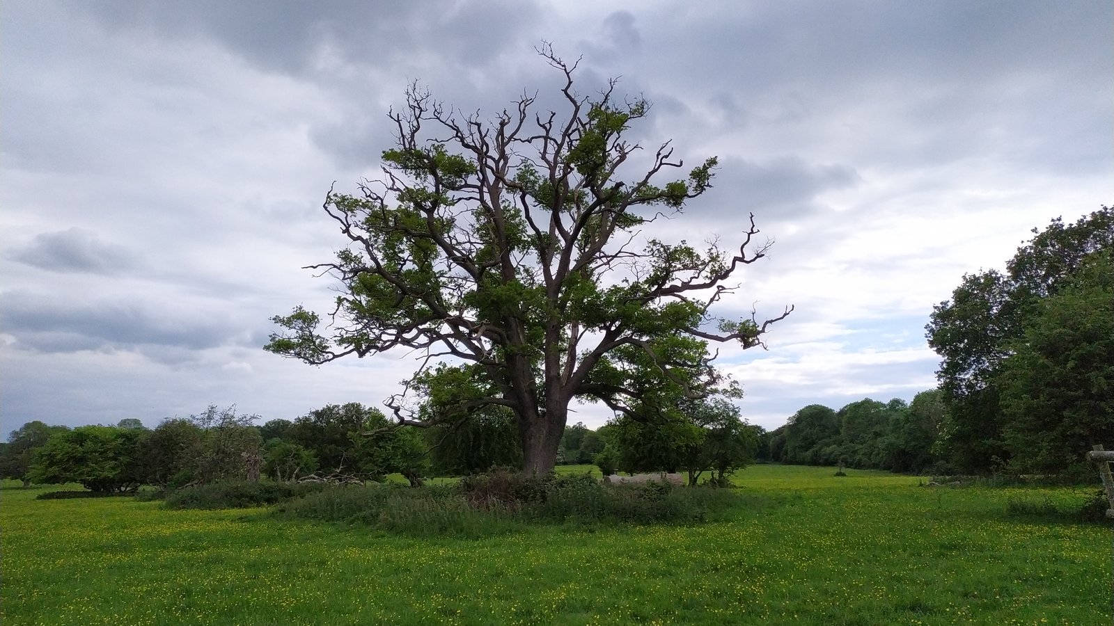 Il mio albero del giardino sta morendo: come capirlo e cosa fare — guida pratica di Pietro Maroè
