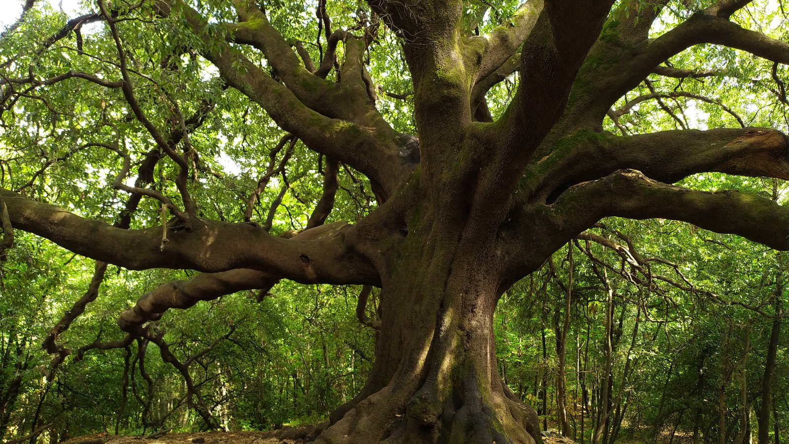 Albero monumentale: monitoraggio e gestione professionale — guida pratica di Pietro Maroè