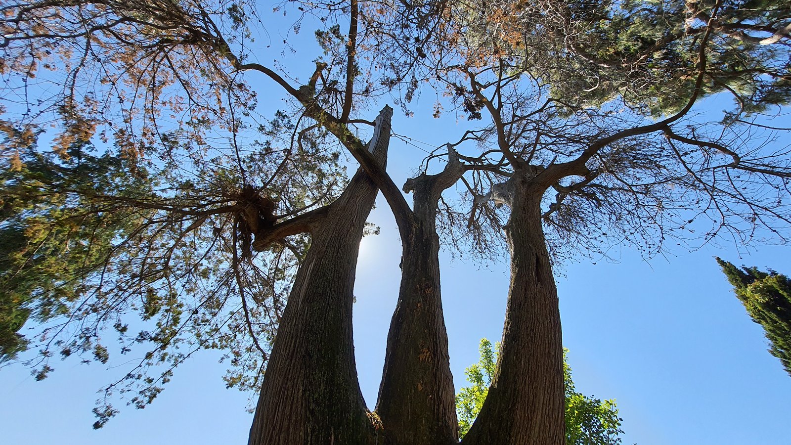 Albero secco e rischio di caduta: perché è più pericoloso di quanto sembri — guida pratica di Pietro Maroè