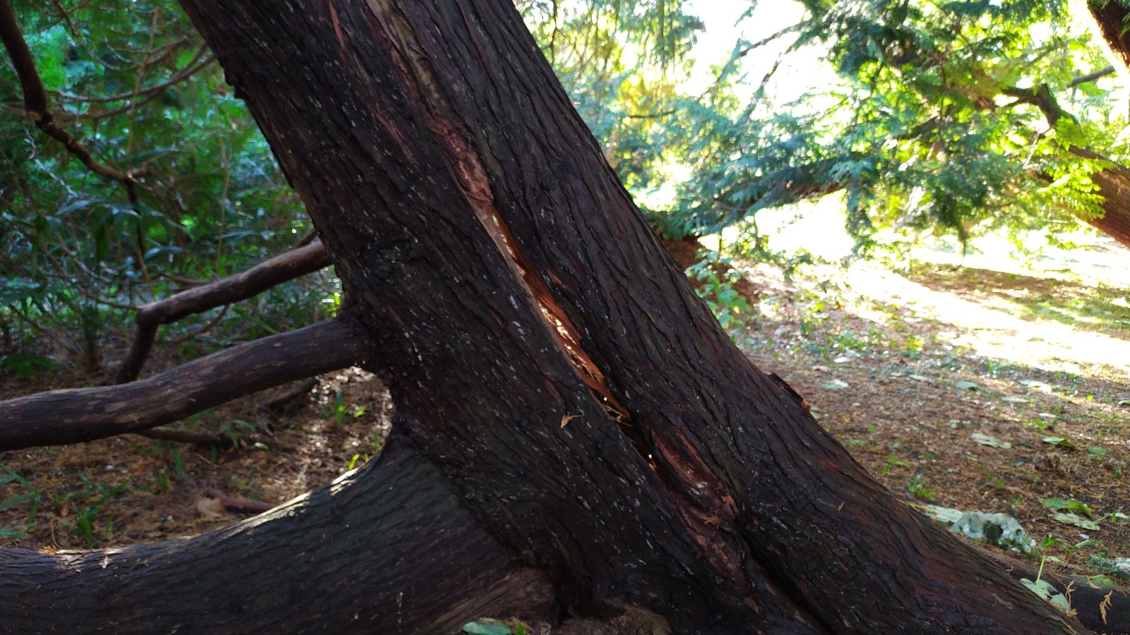 Come capire se un albero cadrà: i segnali che un arboricoltore guarda — guida pratica di Pietro Maroè