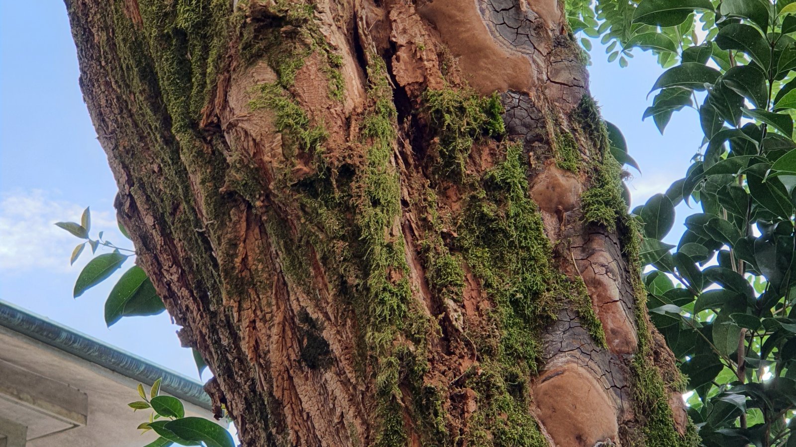 Funghi della carie del legno negli alberi: cosa sono e quando preoccuparsi — guida pratica di Pietro Maroè