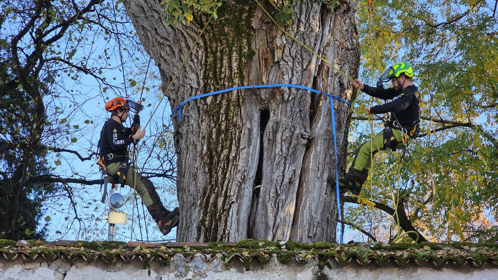 Perizia albero privato: il costo reale e cosa stai pagando — guida pratica di Pietro Maroè