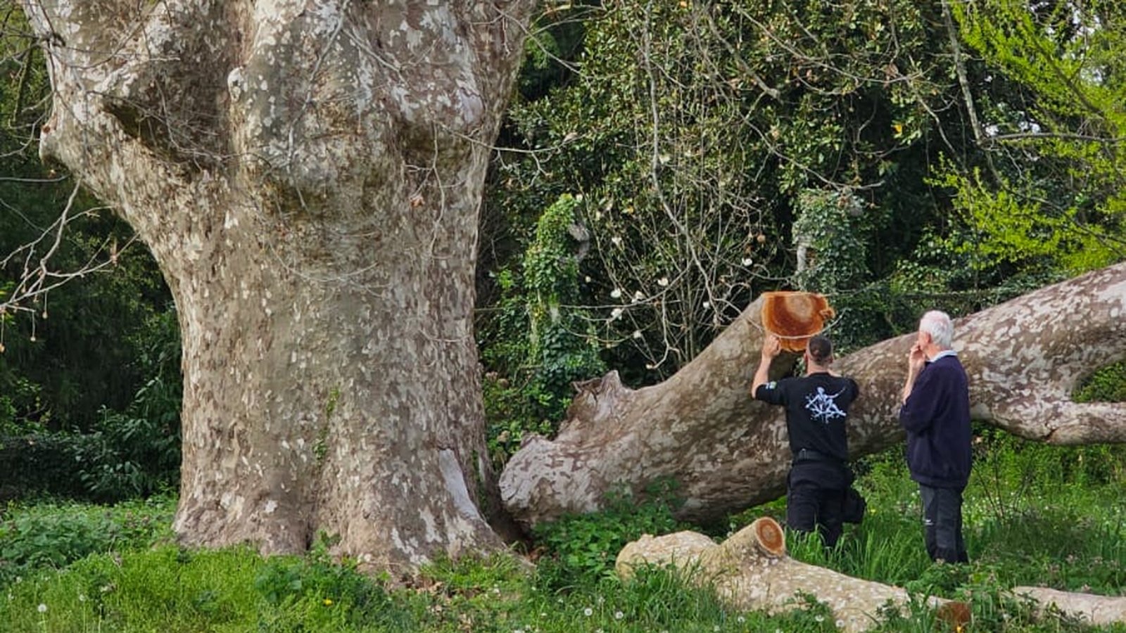 Responsabilità civile in caso di caduta di un albero: cosa dice la legge — guida pratica di Pietro Maroè